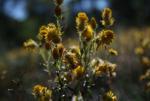 Flowers at Geocache 'Buldania Rocks'